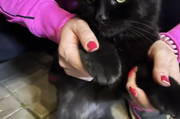 Найдена кошка: Черный кот возле гастронома, Поречная улица, 3 к3, Москва