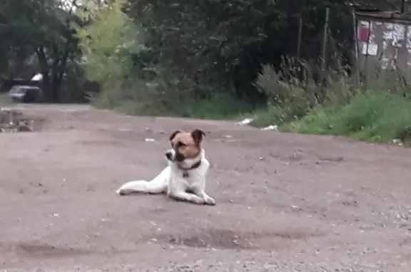 Собака Кобель, белый с коричневыми ушами, Живописная улица