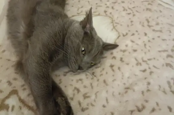 Кошки потеряшки, Новосибирск, фото: Потеряшка кошка Кити, ул. Кропоткина, 128А, Новосибирск