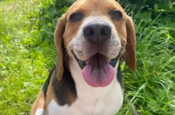 Объявления о пропавших и найденных животных, Лысьва, фото: Пропала собака Порода Бигль. Кличка Грей. В лесу Лысьва, Пермский край