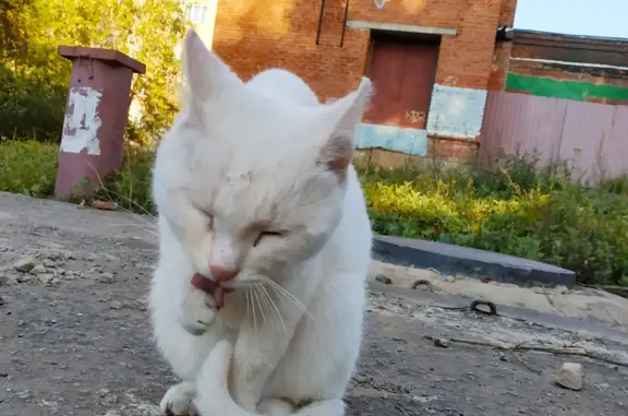 Найден беленький котик на ул. Ворошилова, Ижевск. Ищем хозяина!