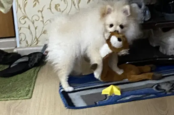 Пропала собака белого окраса, адрес: Умельцев 9А, Екатеринбург