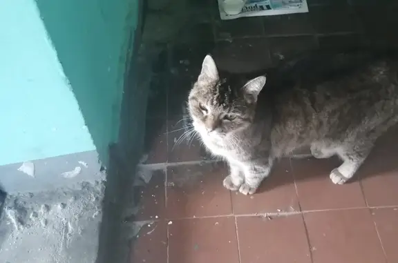 Найдена кошка в подъезде на пр. Королёва, Королёв