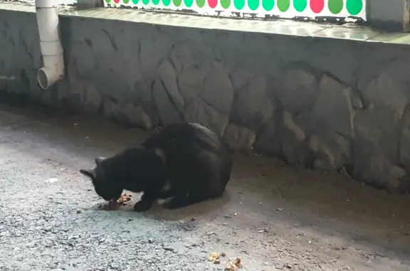 Найдены кошки возле магазина Пятерочка и Магнит в Новочебоксарске