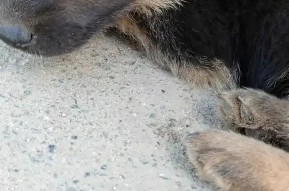 Собака найдена на опасной остановке, Комсомольская улица, 2