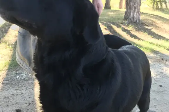 Собака найдена в деревне 58Н-352, Лесной
