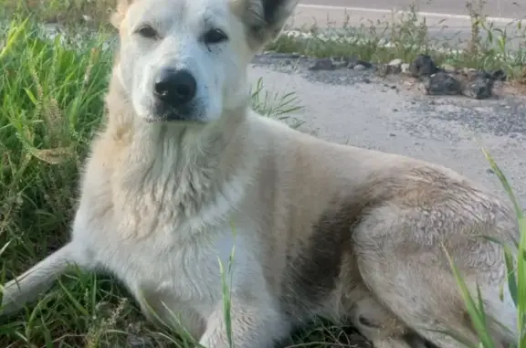 Пропала собака на Буксирной улице, Рыбинск