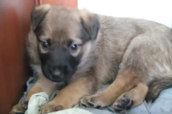Собака-щенок найдена возле реки Томь в Новокузнецке