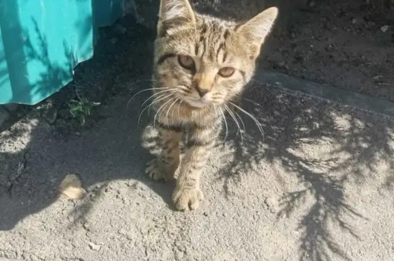 Потерянная кошка: ул. Рахова, 294А, Саратов