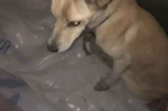 Найдена собака по адресу Хользунова 15, 6 подъезд