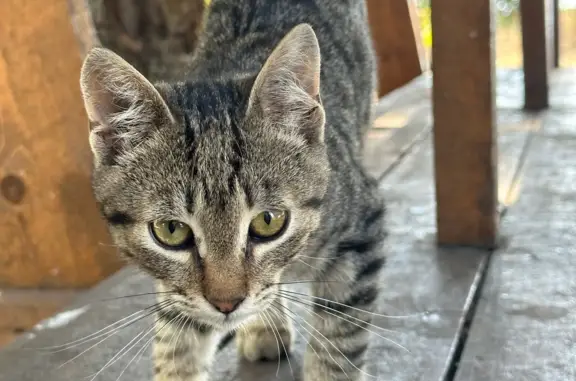 Найдена кошка в Левадках: ищем передержку