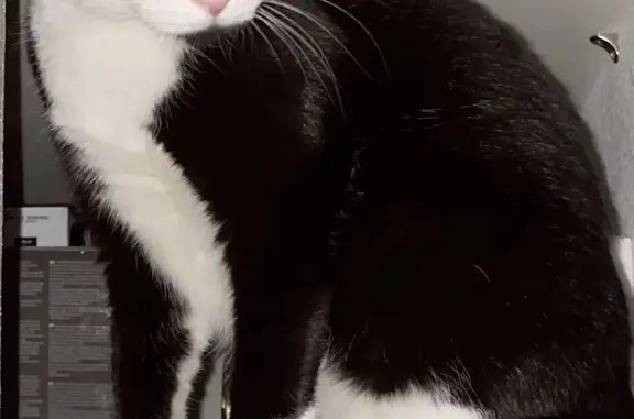 Пропал черно-белый кот на Цветочной аллее, 9