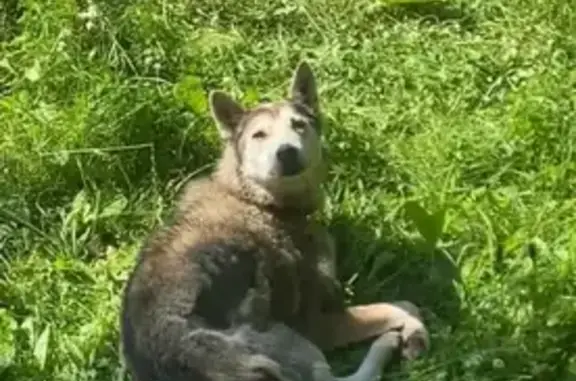 Пропала собака Западно сибирская лайка, пр. Ленина, 2, Конаково