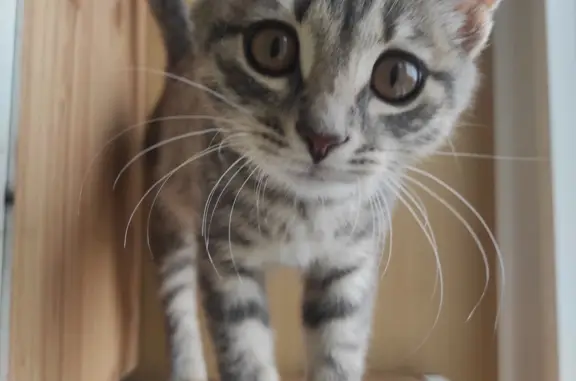 Найдена кошка: котенок-девочка, ул. Литейная 72, Брянск