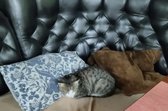 Найдена кошка в Омске, Заря-3, 7-я аллея