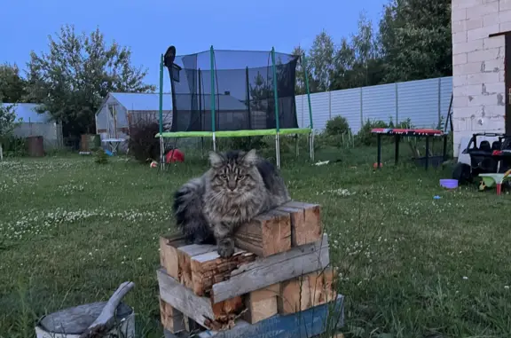 Пропала кошка Тигрового окраса в Агрогородке, Московская область