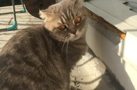 Найдена кошка в Новокузнецке, ищет новый дом