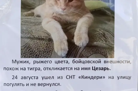 Пропала кошка Цезарь, адрес: Красносельское сельское поселение