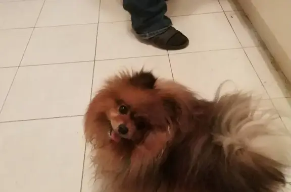 Собаки потеряшки, Москва, фото: Потеряшка собака Яська на Сиреневом бульваре, Москва