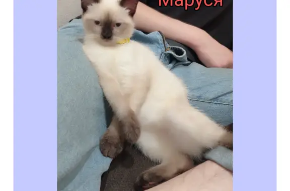 Пропала кошка Маруся на Заводской улице, Ростов-на-Дону