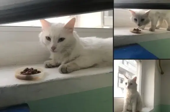 Найдена домашняя кошка на ул. БЖД, г. Павловский Посад