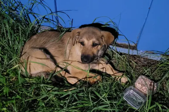 Найден грустный щенок возле детского сада на ул. 40 лет Победы, Ангарск