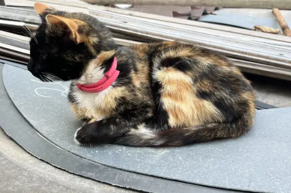 Найдена кошка с розовым ошейником на ул. Фрунзе, Дятьково