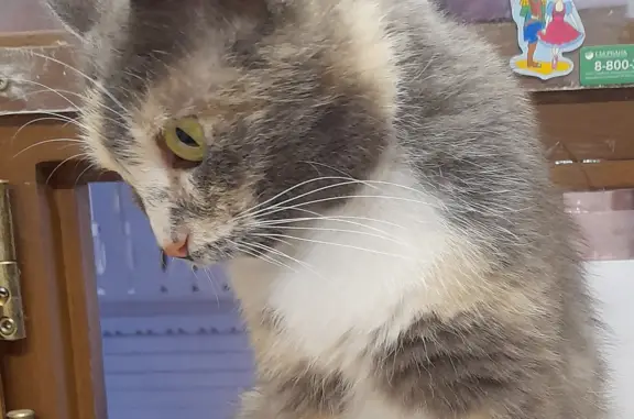 Кошки потеряшки, Ярославль, фото: Потеряшка кошка Муся, Богоявленская площадь, Ярославль