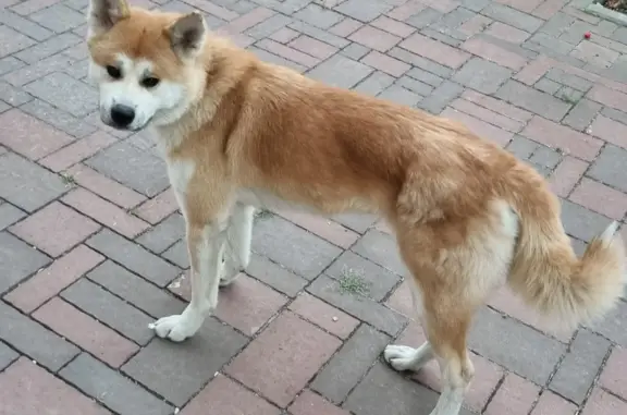 Найдена собака Акита-ину, девочка, ул. Закруткина, 64, Ростов-на-Дону
