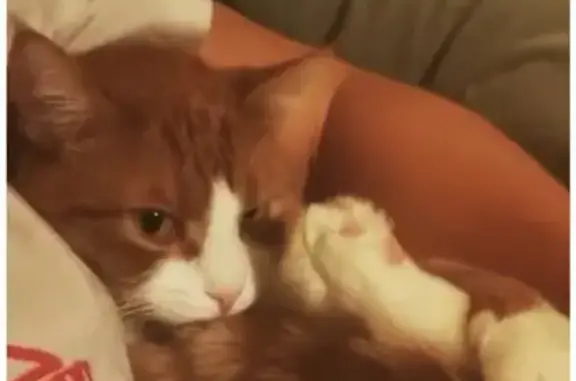 Кошки потеряшки, Москва, фото: Потеряшка кошка возле дома на ул. Маршала Соколовского, 4, Москва