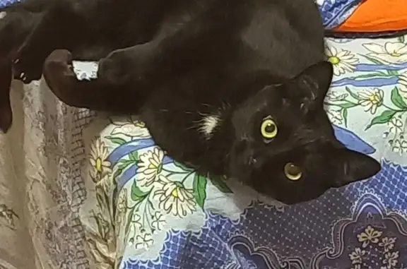 Кошки потеряшки, Санкт-Петербург, фото: Потеряшка кошка Бусина. Серебристый бульвар, 34 к1, СПб