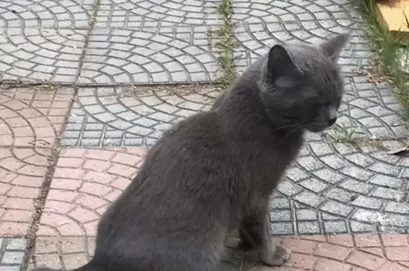 Найдена русская голубая кошка в Тюмени