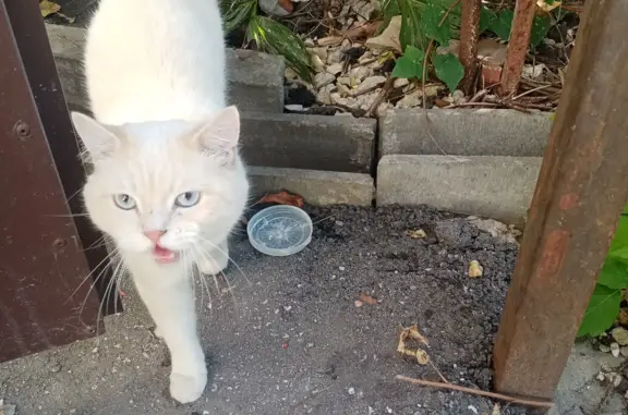 Найден светло бежевый кот на Коммунальной 4а