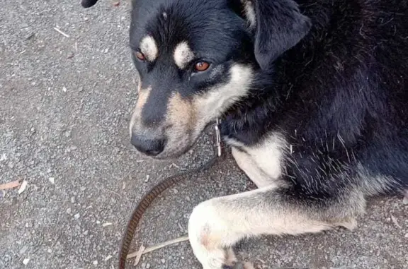 Собака найдена: 15-й Бронный переулок, 31, Новосибирск