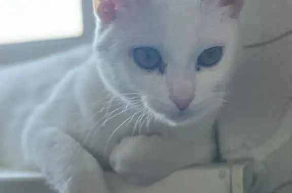 Кошки потеряшки, Москва, фото: Потеряшка кошка Китти, белого цвета, голубые глаза, Ленинский проспект 148, Москва