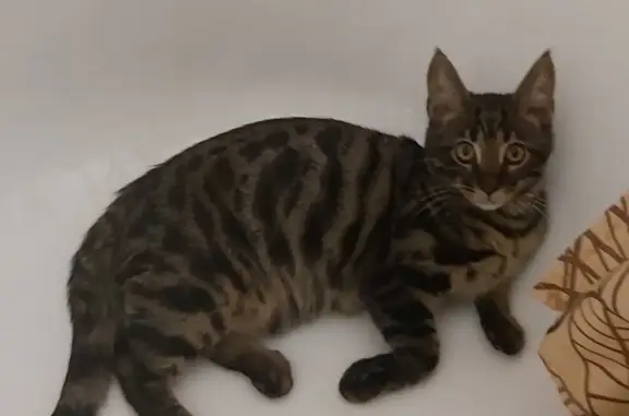 Потерянные животные Омск, фото: Пропал кот Лютик на Молодогвардейской