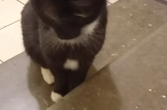 Найдена кошка с черным котом, Москва