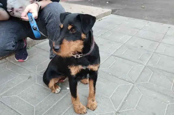 Найдена собака породы ягдтерьер в Смоленске, ищем хозяев/передержку