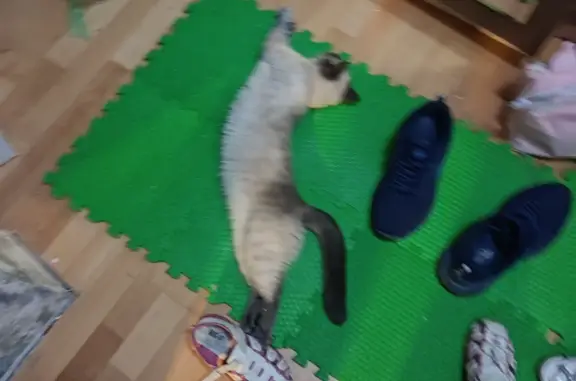 Пропала сиамская кошка на Ухтомского Ополчения