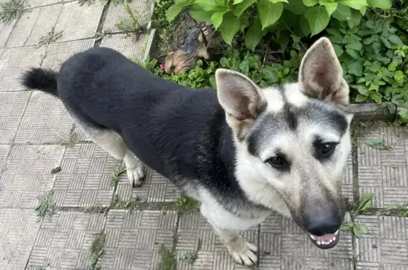 Собака найдена на Заречной улице, Ивантеевка