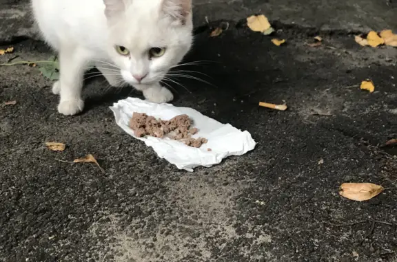 Найдена голодная кошка возле дома на ул. Урицкого, 12