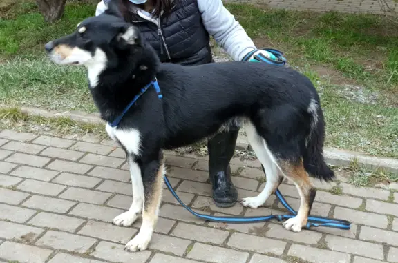 Пропала собака ТОНИ из Обнинска, Калужской области