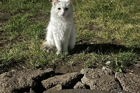 Потерян белый кот, ул. Шамиля Усманова, 88Б