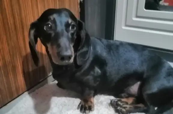 Найденные животные Санкт-Петербург, фото: Найдена собака Чёрная такса, мальчик на пр. Просвещения, СПб