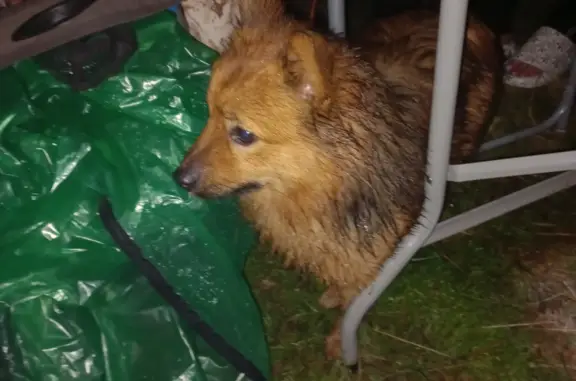 Найден рыжий пёс в Московской области