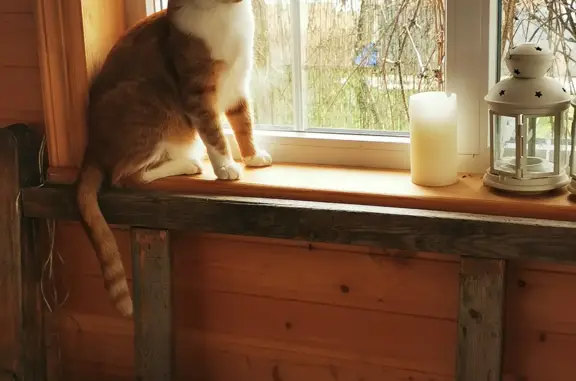 Кошки потеряшки, Москва, фото: Потеряшка кошка на ул. Маршала Соколовского, 11 к1, Москва