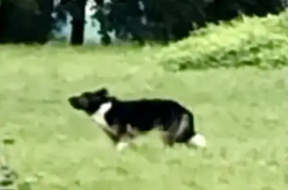 Найдена собака, Москва, фото: Большой лохматый пёс в стрессе возле Останкинского сквера и остановки