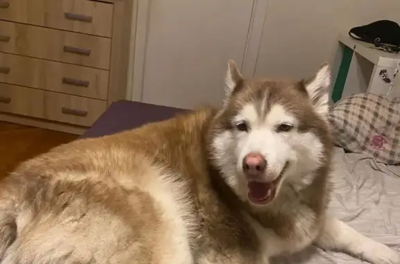 Собаки потеряшки, Москва, фото: Потеряшка собака Шэгги. Помощь нужна! (Хорошёвское шоссе, Москва)