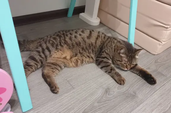 Найденные животные Москва, фото: Найдена кошка на Новокосинской 14, Москва