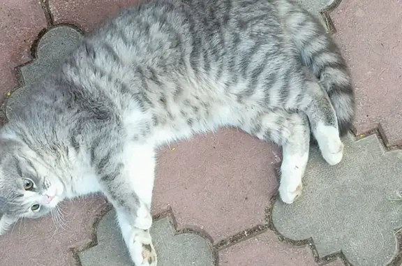 Пропала кошка в Кипревском поселении, Владимирская область
